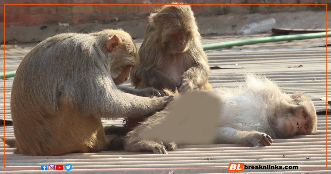 तस्बिर: रविन भण्डारी